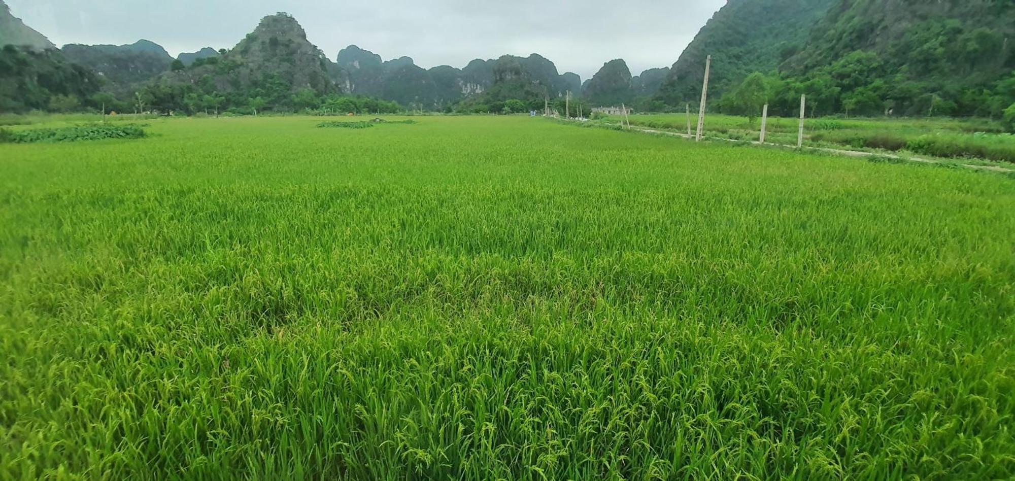 Trang An Rice Field Homestay Ninh Binh Bagian luar foto