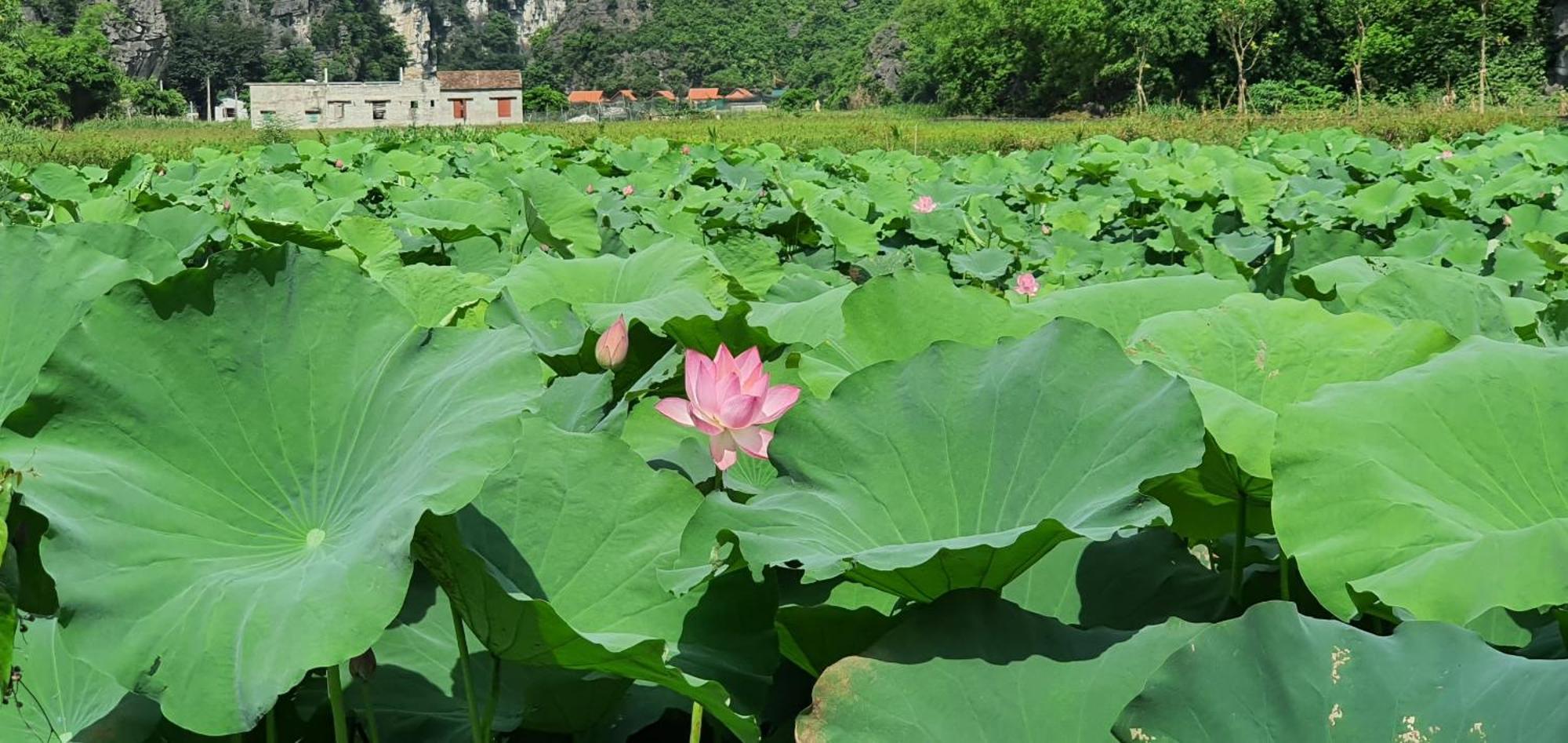 Trang An Rice Field Homestay Ninh Binh Bagian luar foto